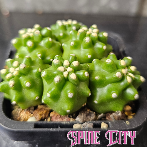 Echinocereus mojavensis inermis near spineless desert cactus with clean architectural body