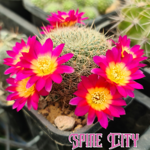 Sulcorebutia cv. Pink Lemonade with neon pink flowers and vibrant yellow centres.