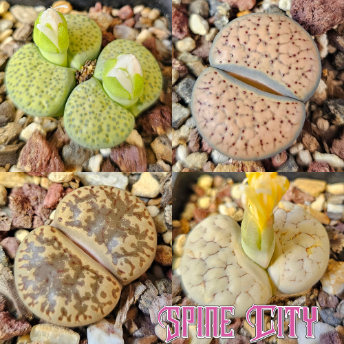 Lithops bundle 4 plants living stones mixed colours and patterns