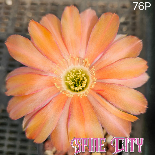 Lobivia hybrid 76P sunset orange bloom red edged petals chartreuse centre open form