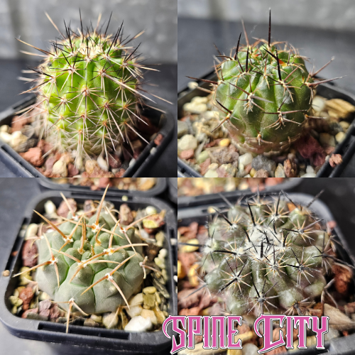 Cactus Variety Pack bundle featuring four slow-grown cacti with mixed forms, textures and spines.