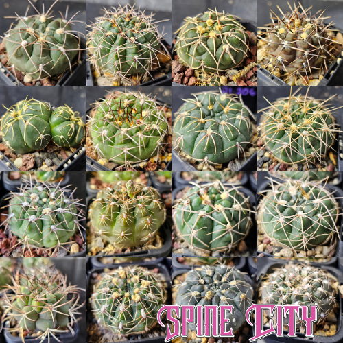Gymnocalycium cactus bundle featuring 16 individual plants with varied forms and collector-grade character