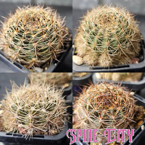Cactus bundle of 4 Lobivia hybrids produced by Australia’s leading Lobivia producer.