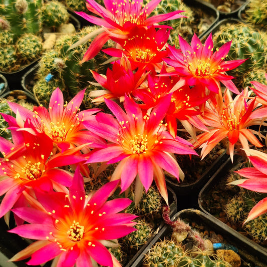 Lobivia hybrid S9 cactus in full bloom