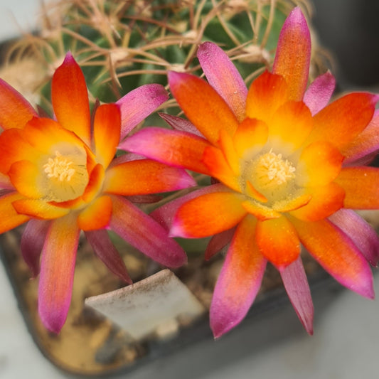 Lobivia maximiliana, bold green body with golden spines and vibrant three-tone flowers.