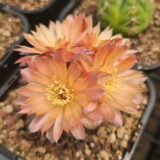 Gymnocalycium baldianum hybrid cactus with dark body, sculptural grooves and peach-pink flowers, one-of-a-kind specimen