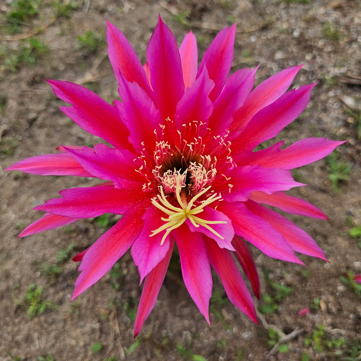 Echinopsis ‘Unterlagen’