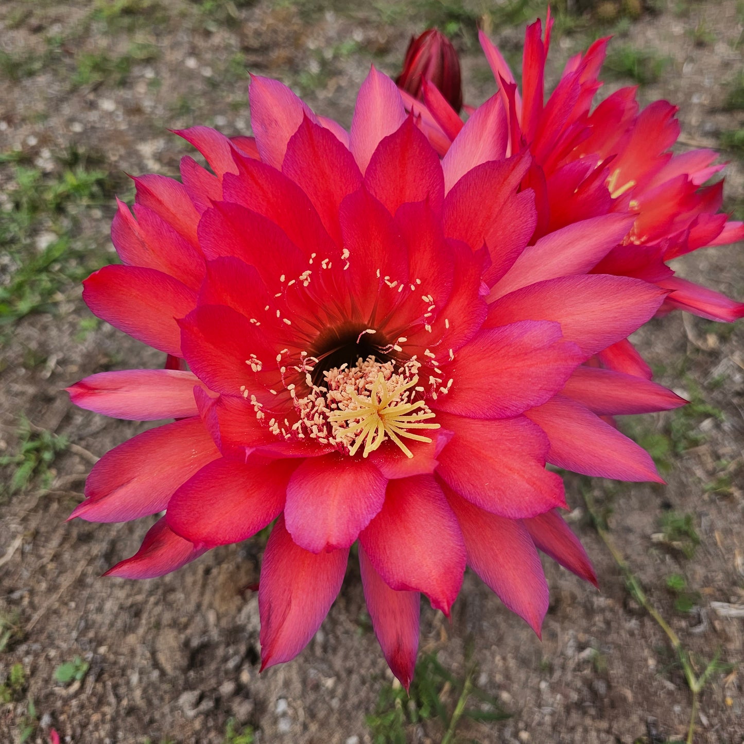 Echinopsis ‘Unterlagen’