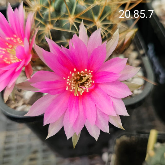 Lobivia hybrid 20.85.7, limited edition Spine City hybrid with green body, long spines, and confirmed flower.