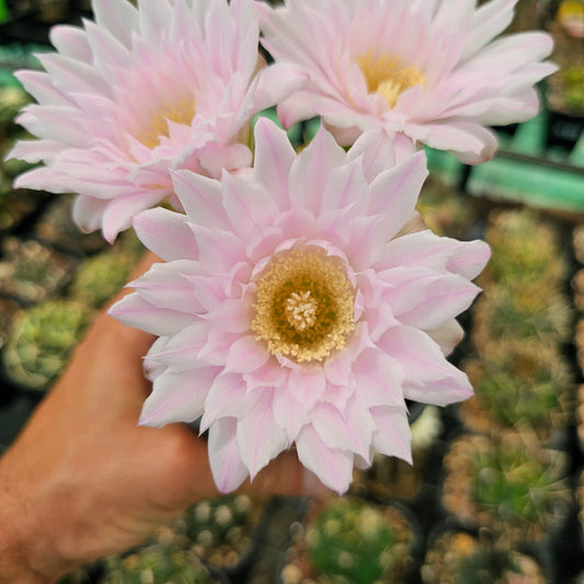 Gymnocalycium orientale ssp. vikulovii, dark green body with golden spines and spectacular flowers.