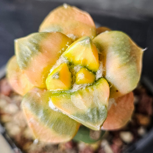 Ariocarpus lloydii Cauliflower hybrid