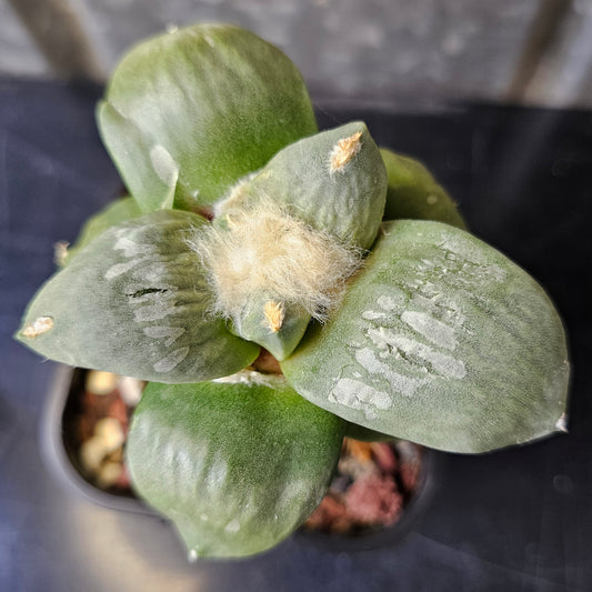 Ariocarpus cv. Cauliflower hybrid