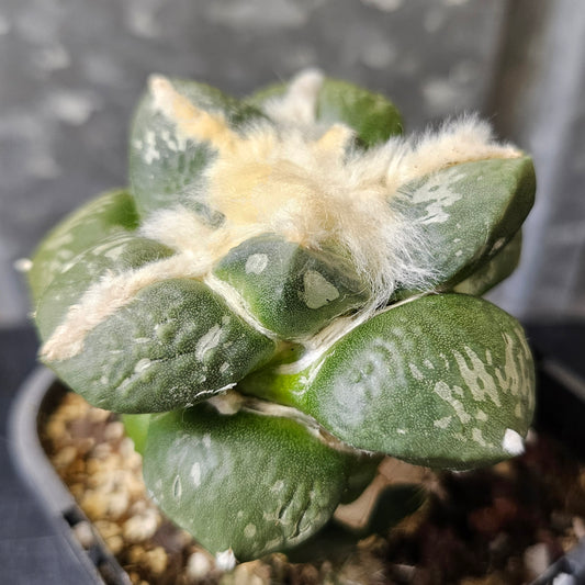 Ariocarpus fromodosus pectinatus hyb X Godzilla Cauliflower hybrid