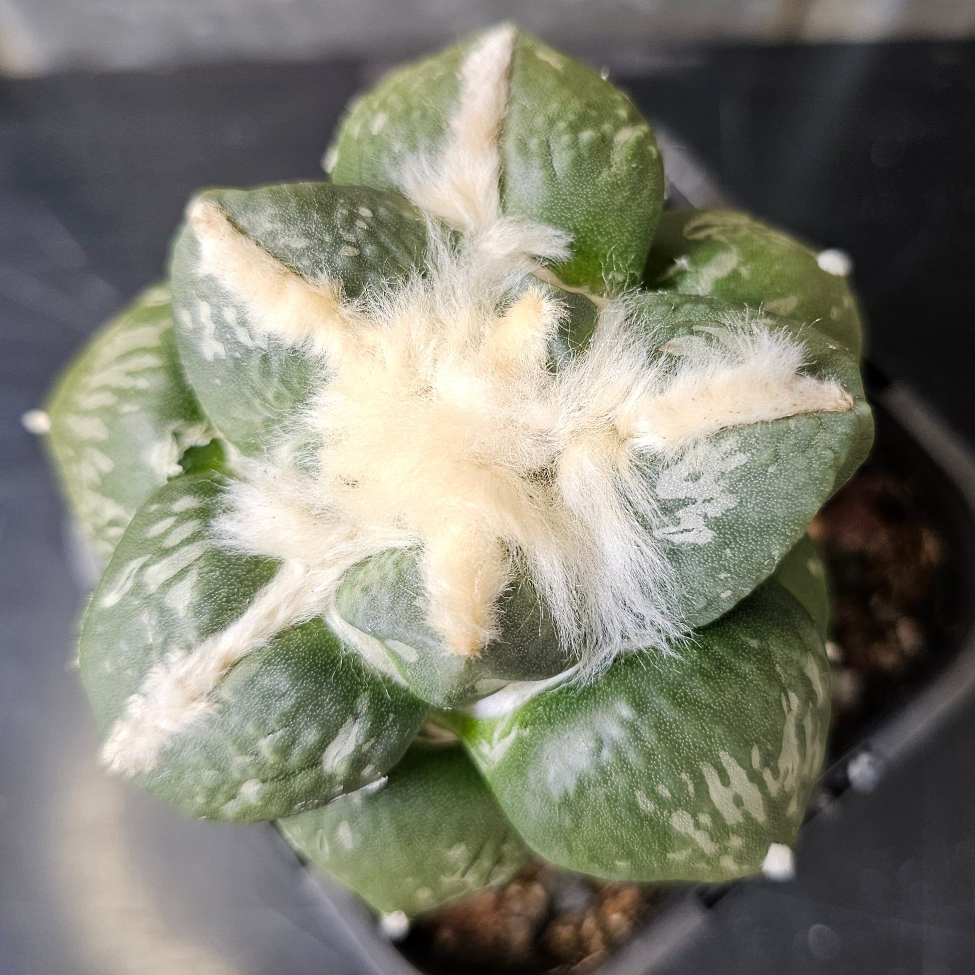Ariocarpus godzilla cauliflower hybrid 
