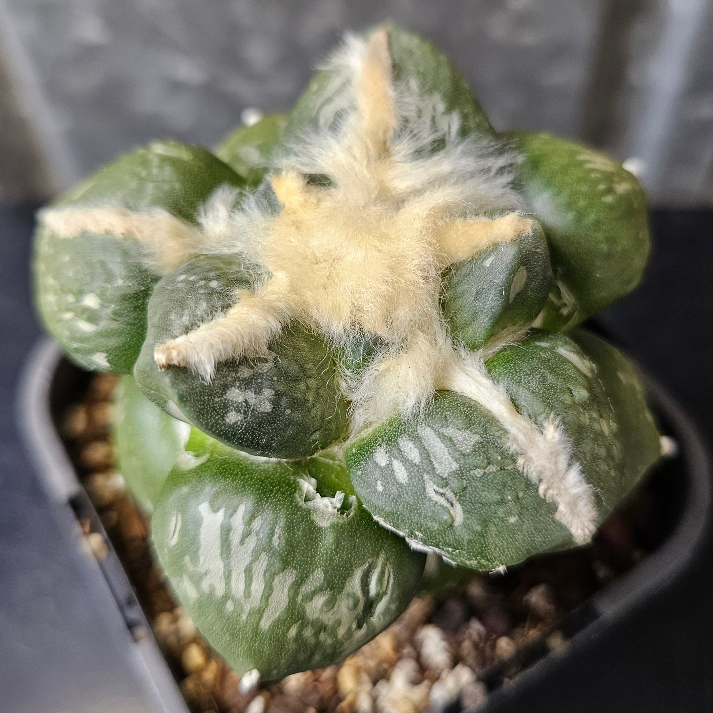 Grafted rare ariocarpus hybrid 