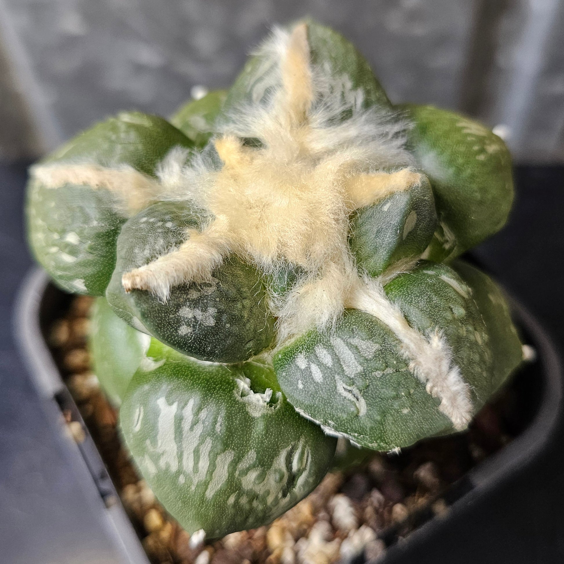 Grafted rare ariocarpus hybrid 