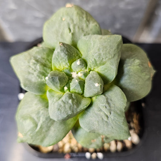 Ariocarpus cv. Cauliflower x (lloydii x Godzilla) 