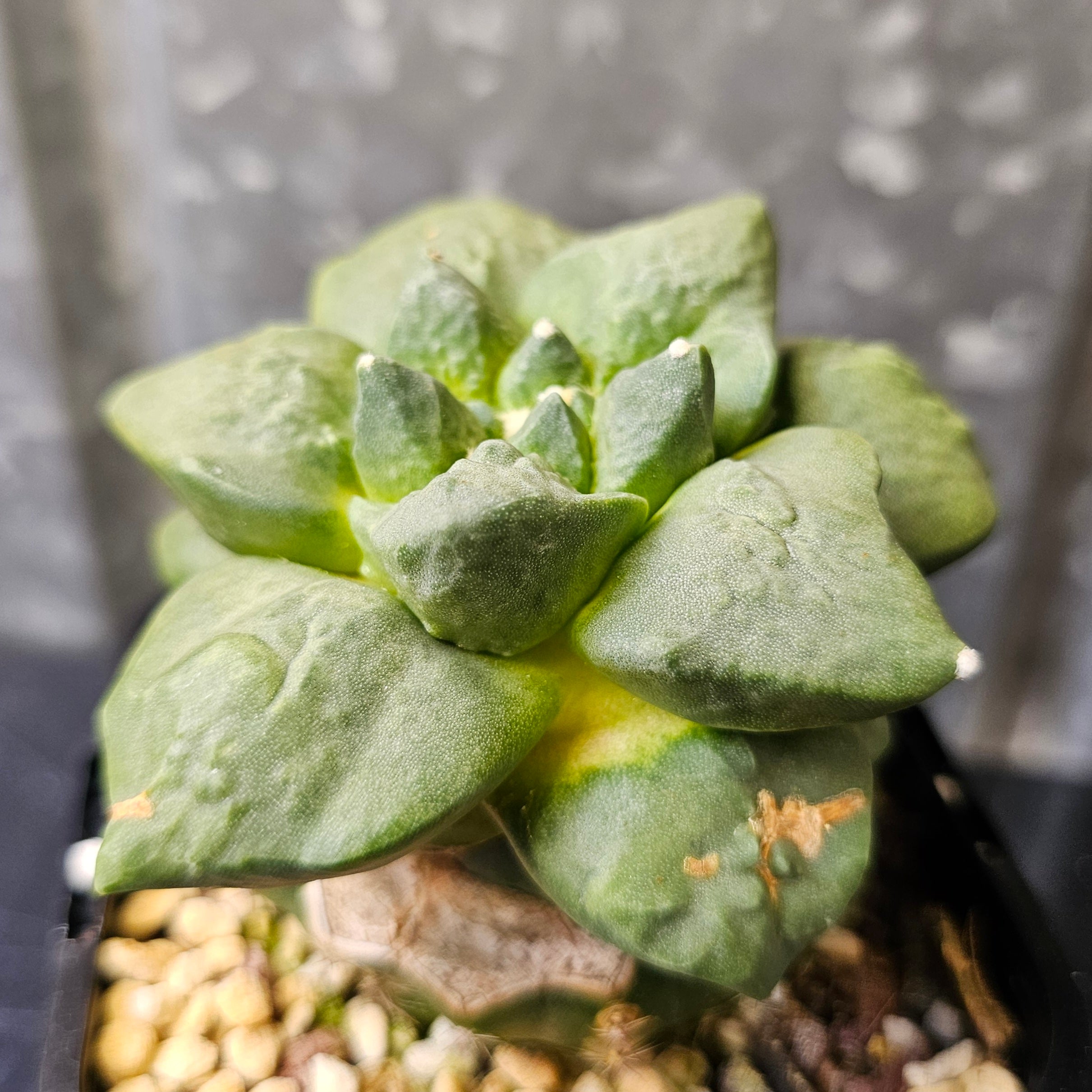 Ariocarpus cv. Cauliflower x (lloydii x Godzilla) – Spine City