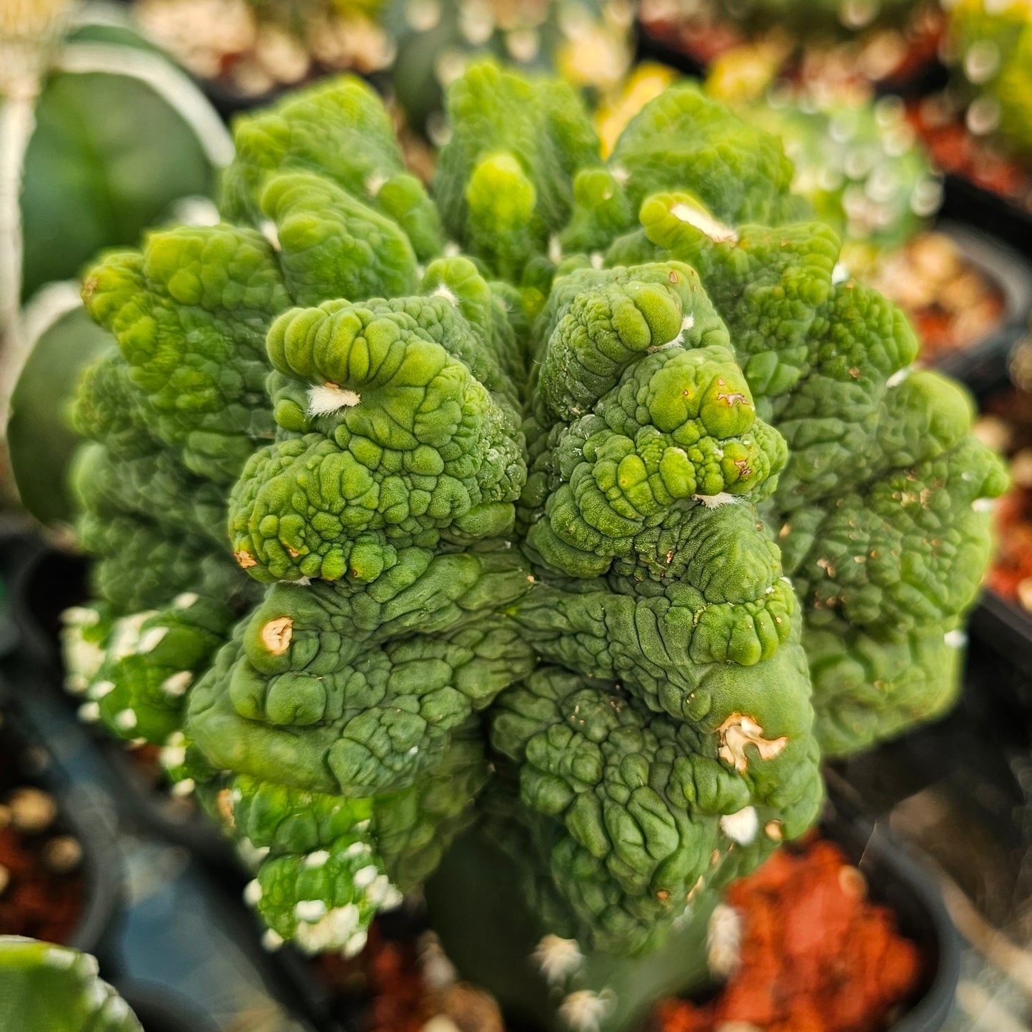 Astrophytum asterias cv. Kikko Lizard Skin
