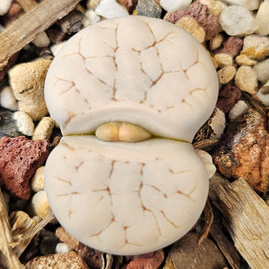 Lithops gracilidelineata (C262)