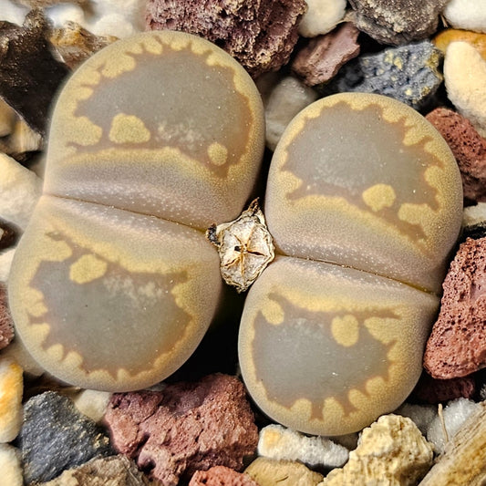 Lithops otzeniana (SB2185) 