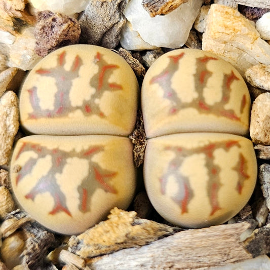 Lithops dorotheae