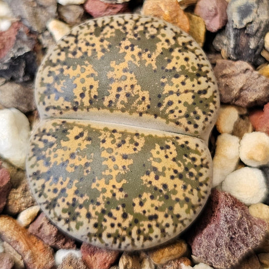 Lithops lesliei (C20) 