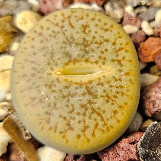 Lithops pseudotruncatella (C99)