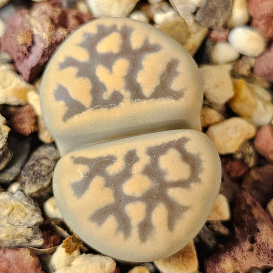 Lithops karasmontana (SB2181) 