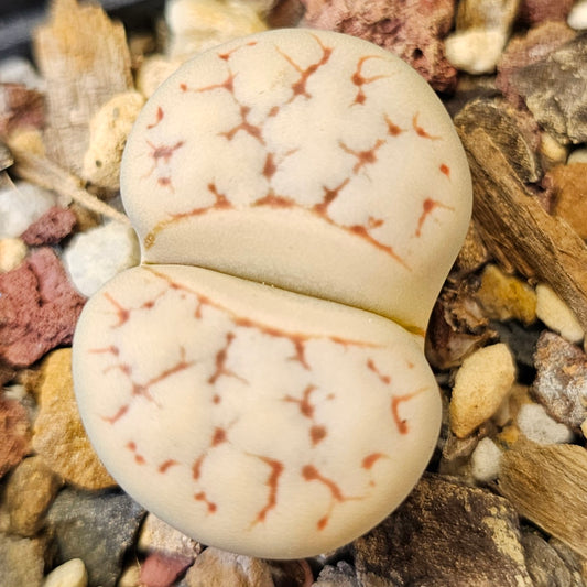 Lithops gracilidelineata TOK098