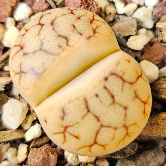 Lithops gracilidelineata ssp. brandbergensis (C394)