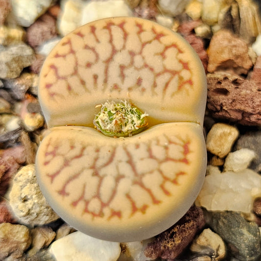 Lithops 'Talisman'