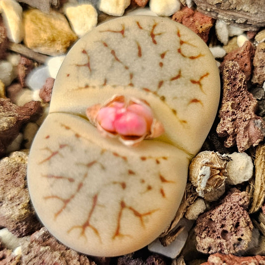 Lithops pseudotruncatella ssp. Archerae (C104)