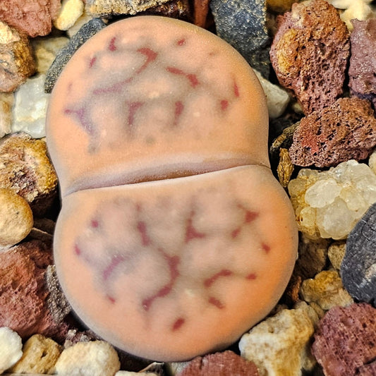 Lithops schwantesii 'triebneri' (C143B)