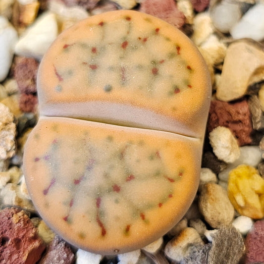 Lithops schwantesii cv. 'gulielmi' (C184) 