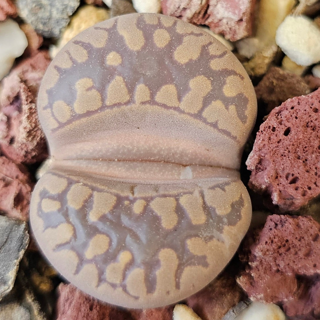 Lithops otzeniana (SH531)