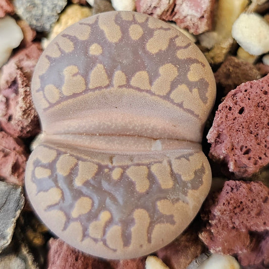 Lithops otzeniana (SH531)
