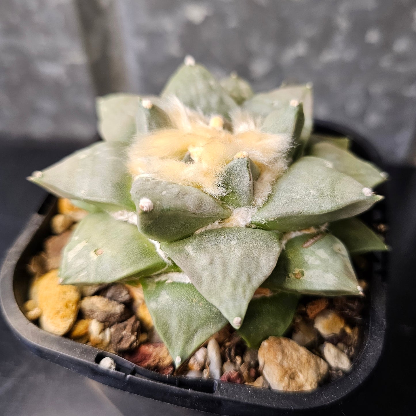 Ariocarpus hybrid