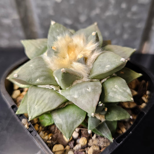 Ariocarpus hybrid