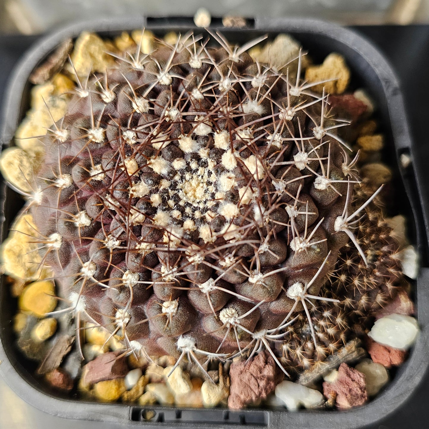 Eriosyce hybrid