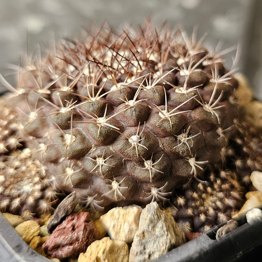 Eriosyce hybrid