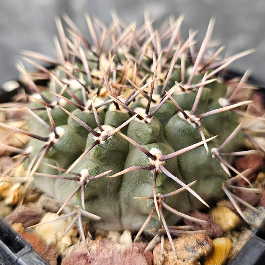 Gymnocalycium pseudoragonesii
