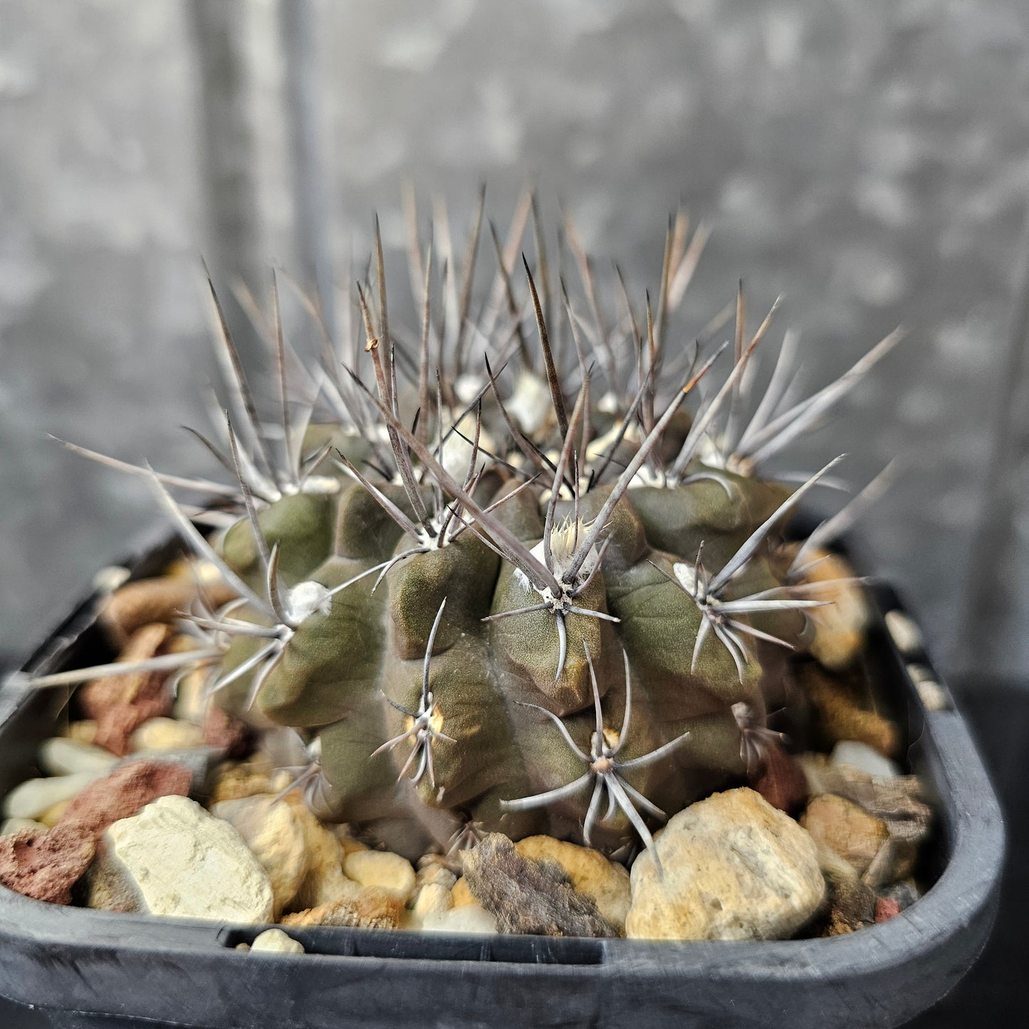 Eriosyce sp.