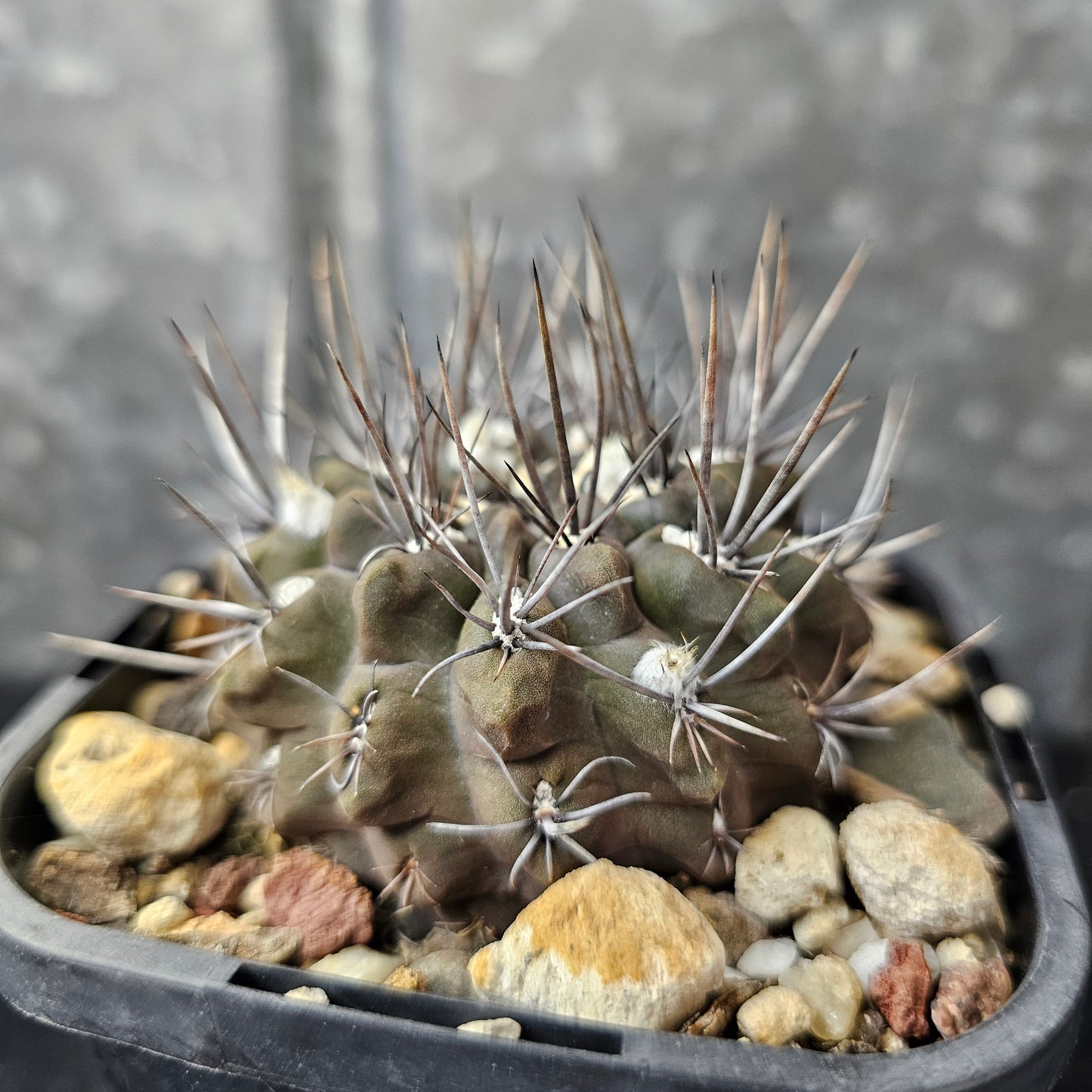 Eriosyce sp.
