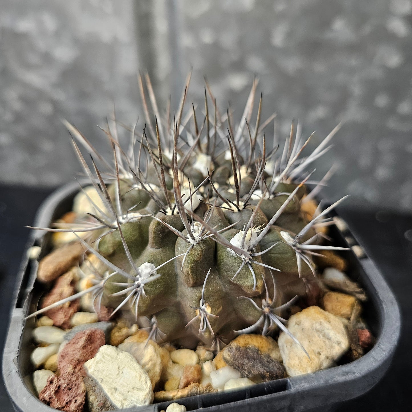 Eriosyce sp.