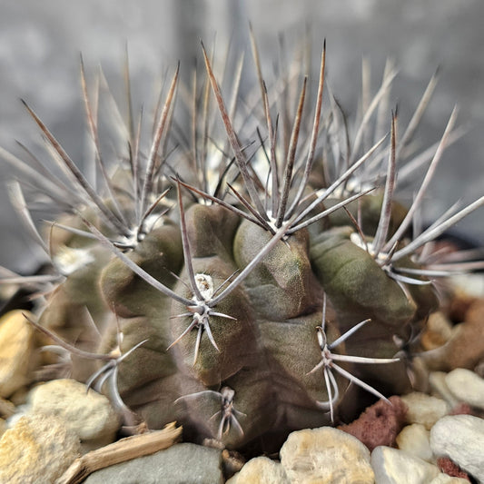 Eriosyce sp.