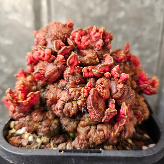 Echinopsis cv. Chocolate