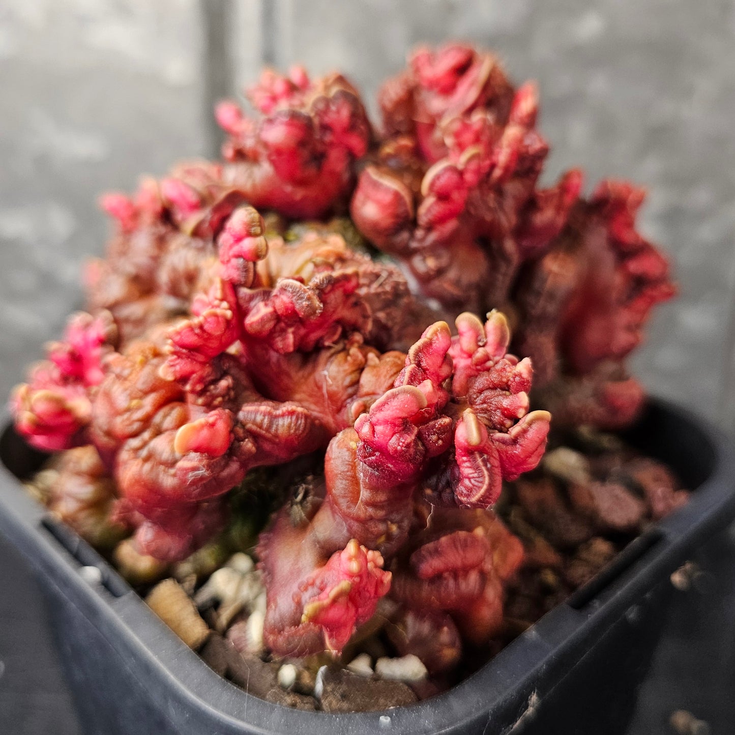 Echinopsis cv. Chocolate