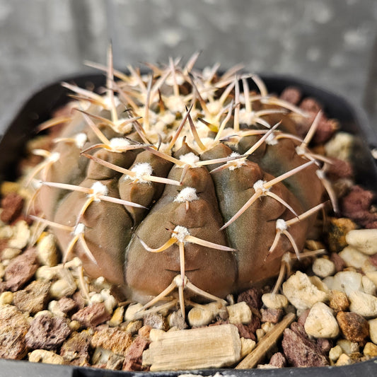 Gymnocalycium asterium