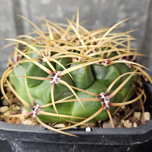 Gymnocalycium monvillei